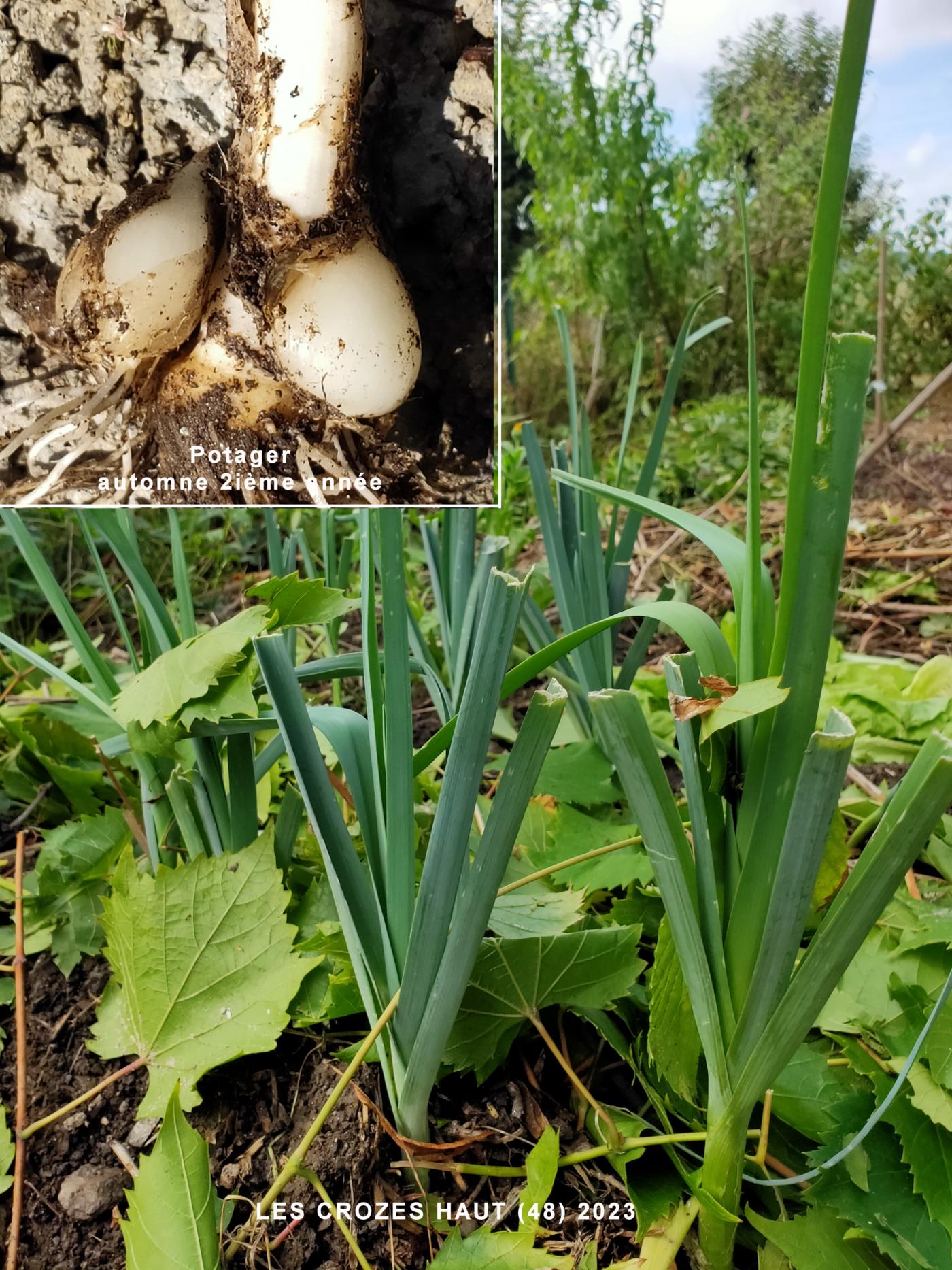 Leek, Cultivated leaf